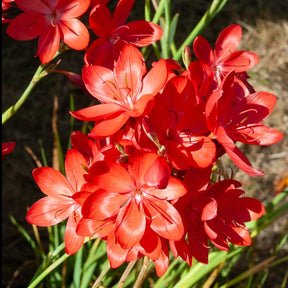 Lys des cafres Major - Schizostylis coccinea major - Plantes de berges