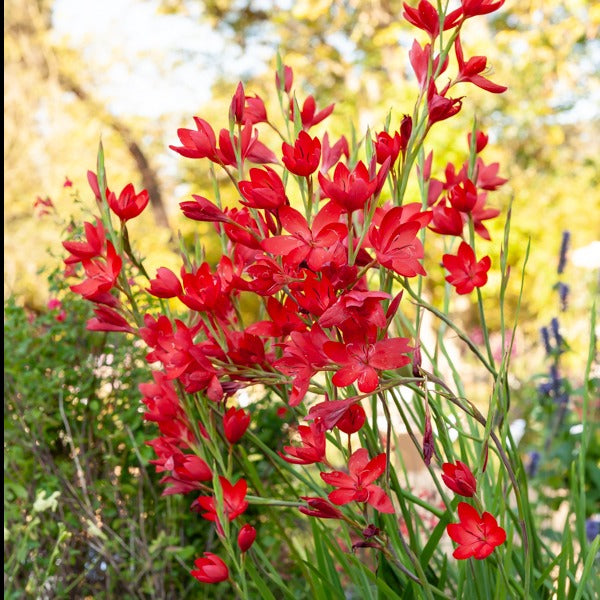 Lys des cafres Major - Schizostylis coccinea major