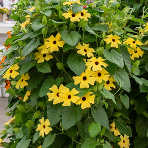 Suzanne aux yeux noirs jaune - Thunbergia alata Sunny Susy® - Willemse