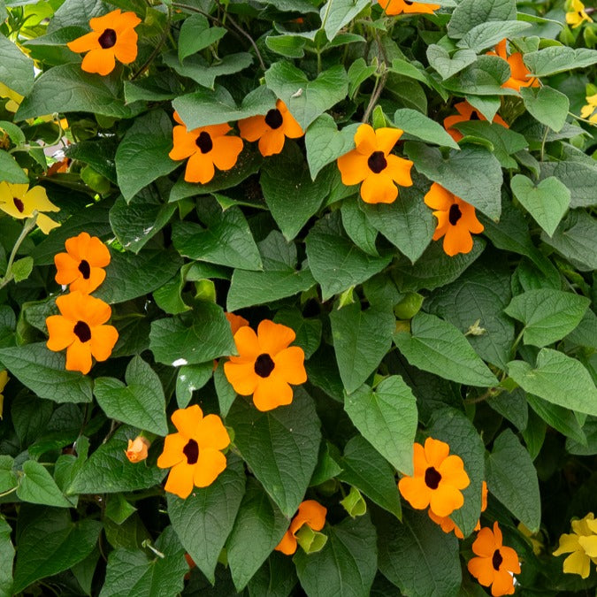 Suzanne aux yeux noirs orange