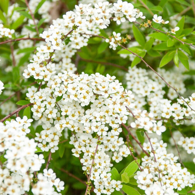 Spiraea arguta