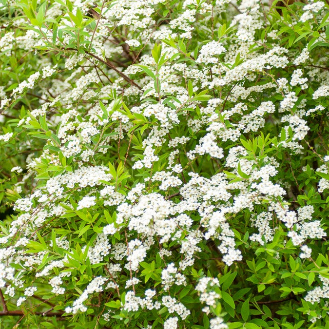 Spiraea arguta