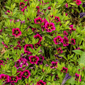 3 Mini-pétunias good night kiss - Calibrachoa cabaret® 'good night kiss' - Willemse