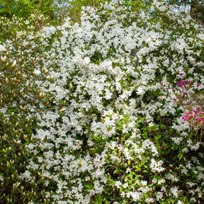 Azalea Palestrina - Azalea palestrina - Willemse