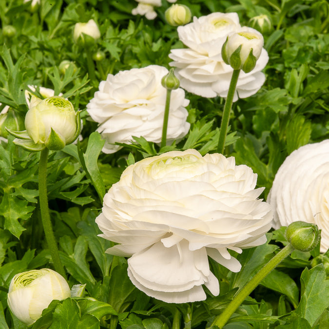 10 Renoncules blanches - Ranunculus white - Willemse