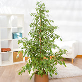 Ficus benjamina Golden King - Willemse