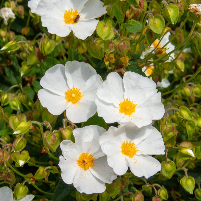 Ciste des Corbières - Cistus corbariensis - Willemse