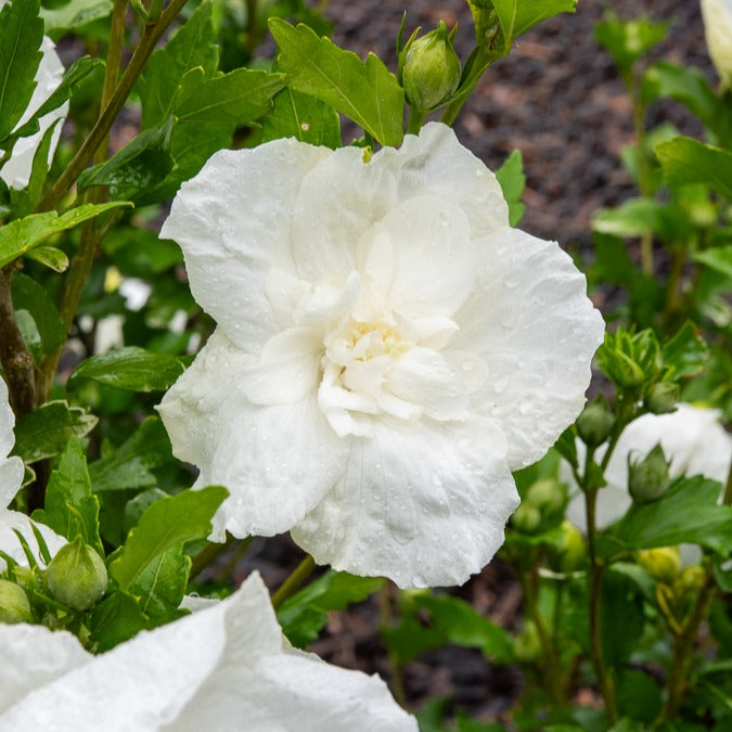 Hibiscus White Chiffon - Willemse