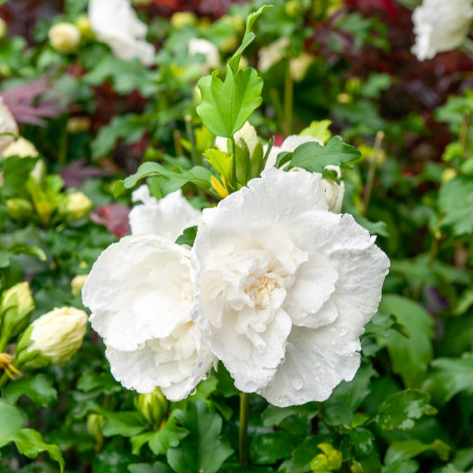 Hibiscus White Chiffon - Hibiscus syriacus White Chiffon - Willemse