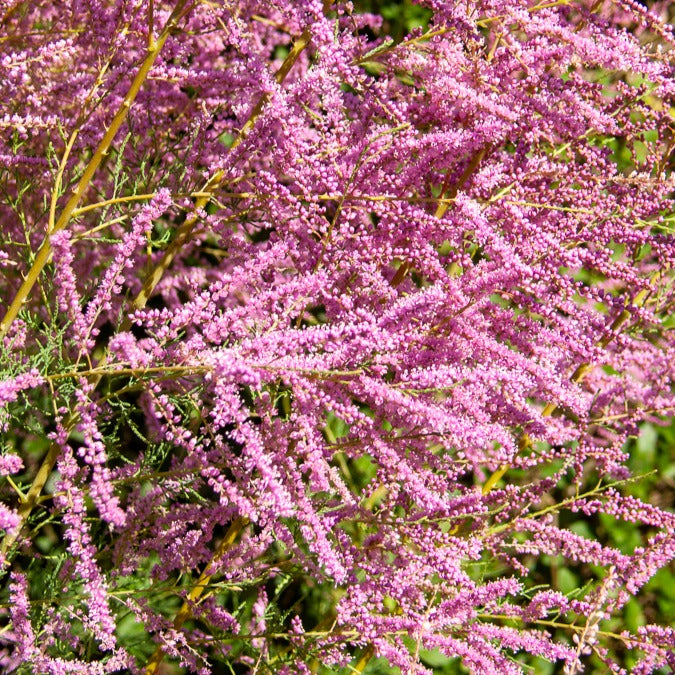 Tamaris d'été - Tamarix Pink Cascade - Willemse