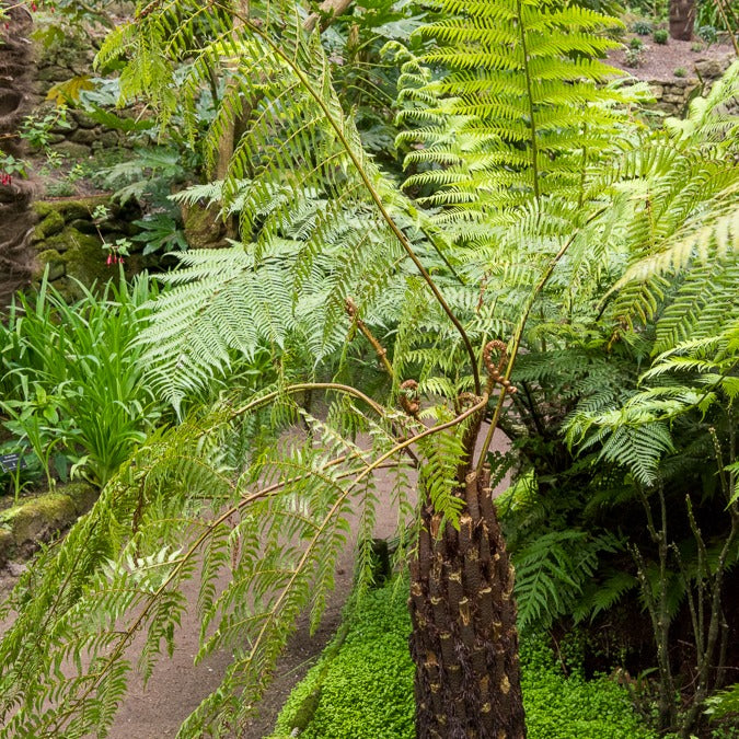 Fougère arborescente australe - Willemse