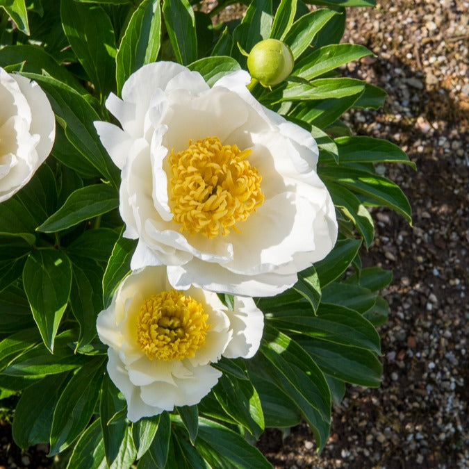 Pivoine Jan Van Leeuwen - Willemse