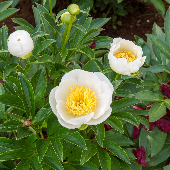 Pivoine Jan Van Leeuwen - Paeonia lactiflora Jan Van Leeuwen - Willemse