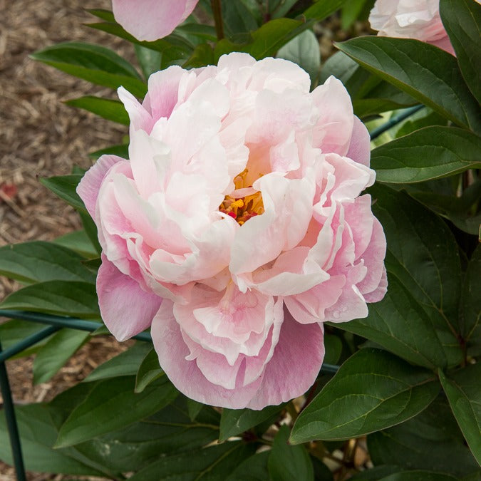 Pivoine Lady Alexandra Duff - Paeonia lactiflora Lady Alexandra Duff - Willemse