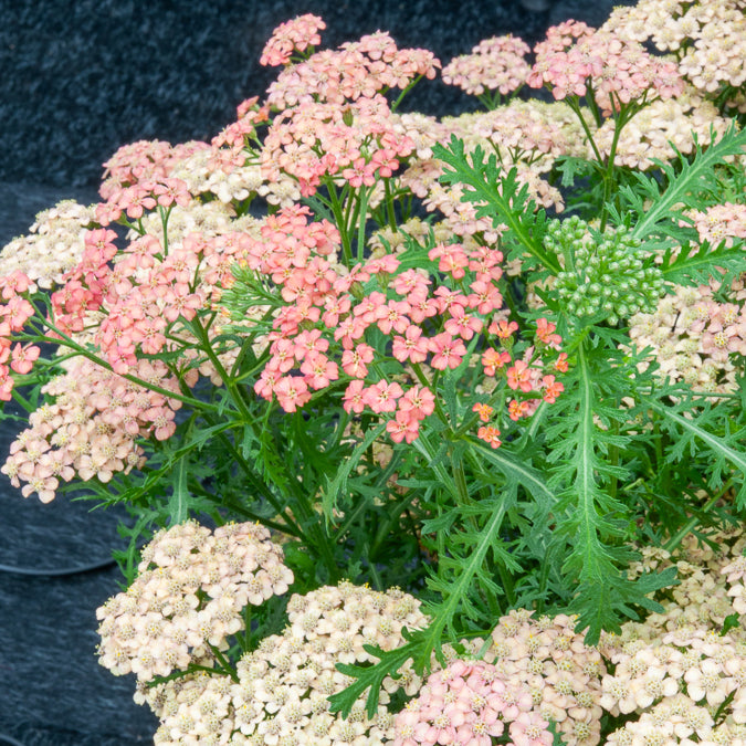 Achillée millefeuille Apricot Delight - Achillea millefolium Apricot Delight - Willemse