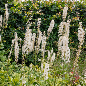 Cierge d'argent - Actaea racemosa - Willemse