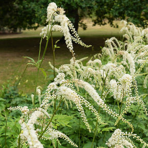 Actaea racemosa - Cierge d'argent - Cierge d'argent