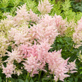 Astilbe du Japon Europa - Willemse