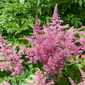 Astilbe japonica Rheinland - Astilbe hybride Rheinland - Astilbe