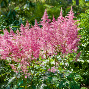 Astilbe hybride Rheinland - Astilbe japonica Rheinland - Willemse