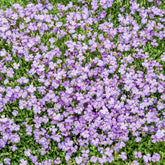 3 Aubriètes Cascade Blue - Willemse