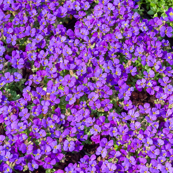 3 Aubriètes Hamburger Stadtpark - Willemse