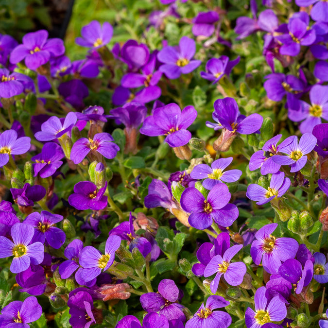 3 Aubriètes Hamburger Stadtpark - Aubrieta Hamburger Stadtpark - Willemse