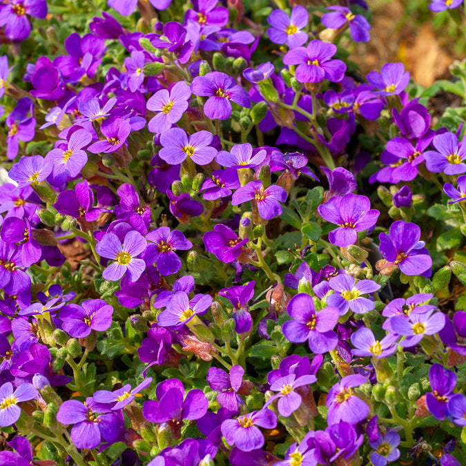 Aubrieta Hamburger Stadtpark - 3 Aubriètes Hamburger Stadtpark - Aubriete