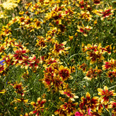 Coreopsis Bengal Tiger - Willemse