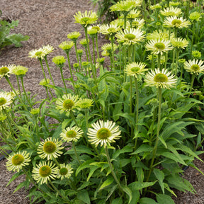 Échinacée pourpre Green Jewel - Echinacea purpurea green jewel - Willemse