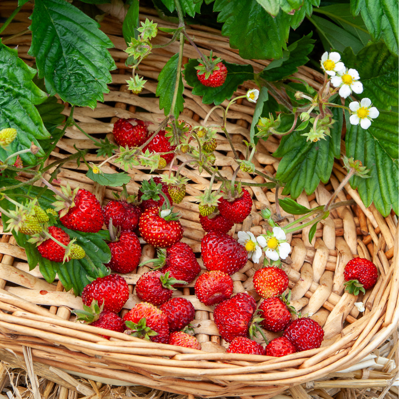 Fraisier des bois Alexandria - Willemse