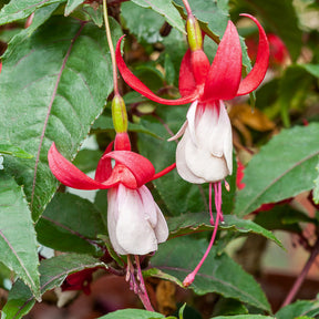 Fuchsia Madame Cornelissen - Fuchsia Mme Cornelissen - Fuchsias