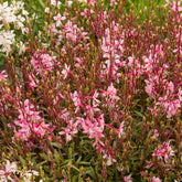 Gaura Cherry Brandy - Willemse