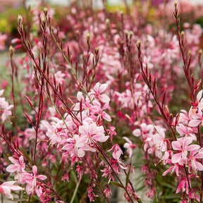 Gaura Cherry Brandy - Gaura lindheimeri Cherry Brandy - Willemse