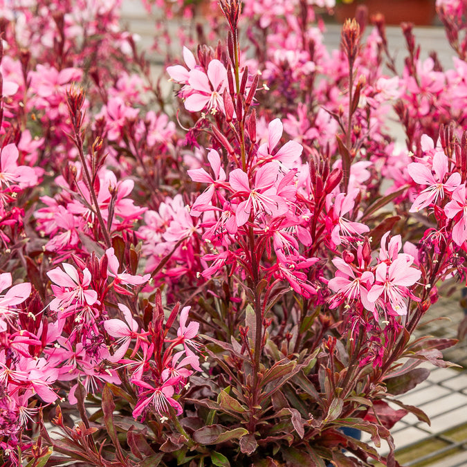 Gaura Crimson Butterflies - Willemse