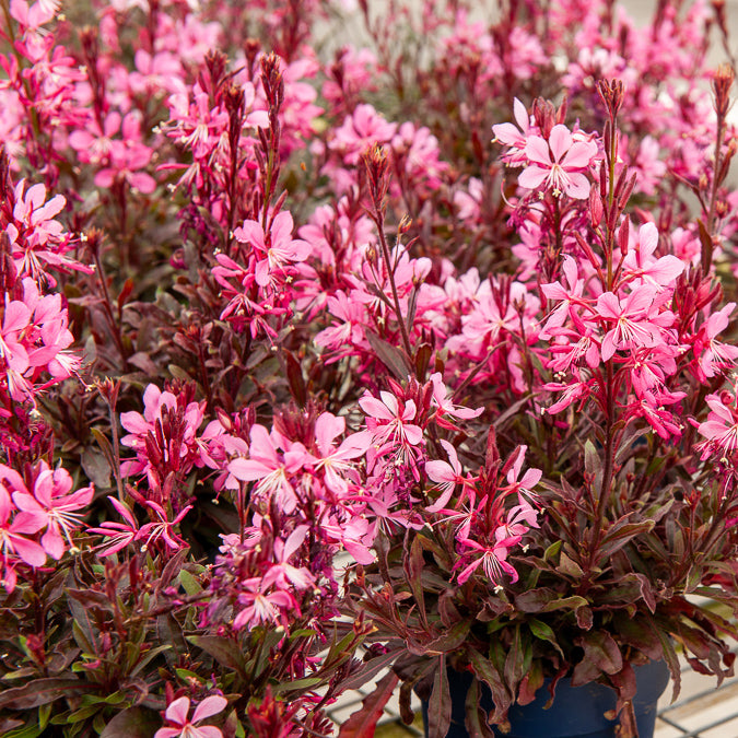 Gaura Crimson Butterflies - Gaura lindheimeri Crimson Butterflies - Willemse