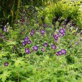 Géranium vivace brun