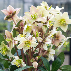 Hellébore Emma - Helleborus x nigercors Emma - Willemse