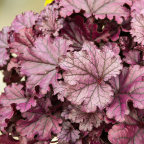 Heuchère Forever Purple - Heuchera Forever Purple - Willemse