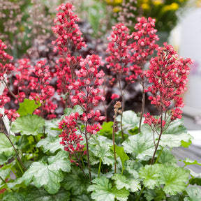 Vente Heuchère Paris - Heuchera Paris