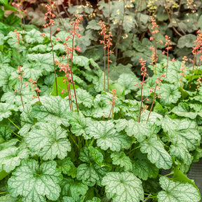 Heuchères - Heuchère Paris - Heuchera Paris