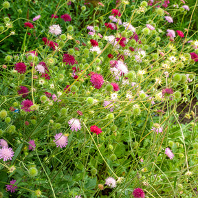 Scabieuse - Petite scabieuse de Macédoine Melton Pastels - Knautia macedonica Melton Pastels