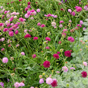 Petite scabieuse de Macédoine Melton Pastels - Knautia macedonica Melton Pastels - Willemse