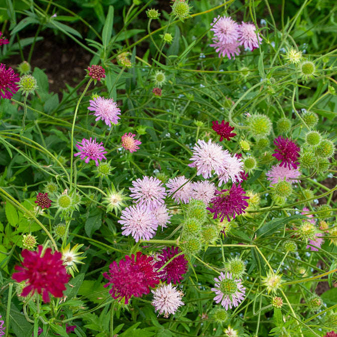 Knautia macedonica Melton Pastels - Petite scabieuse de Macédoine Melton Pastels - Scabieuse