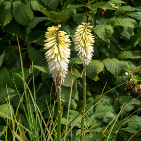 Vente Tritoma Ice Queen - Kniphofia Ice Queen