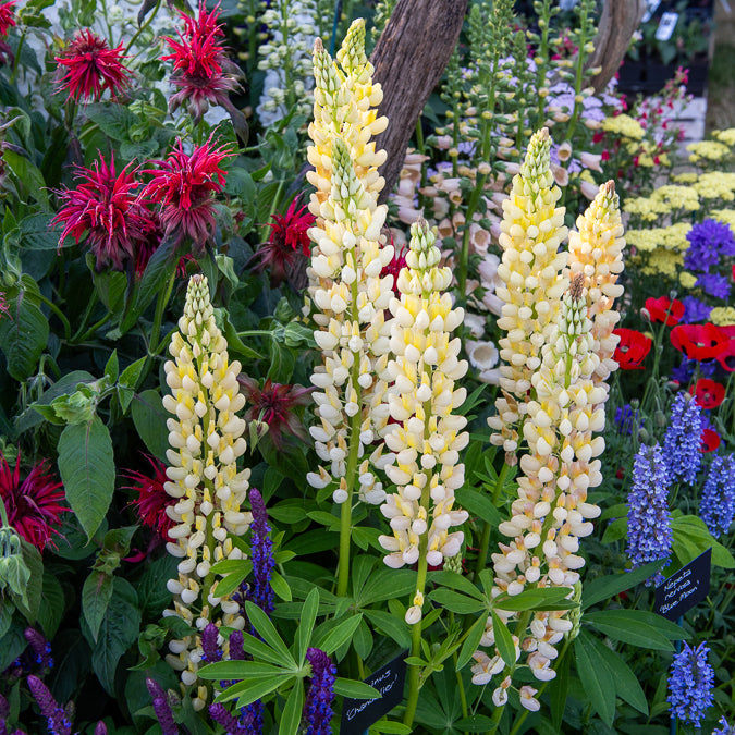 3 Lupins Chandelier - Willemse