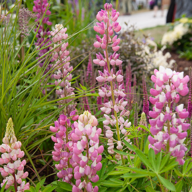 3 Lupins Gallery Pink - Willemse