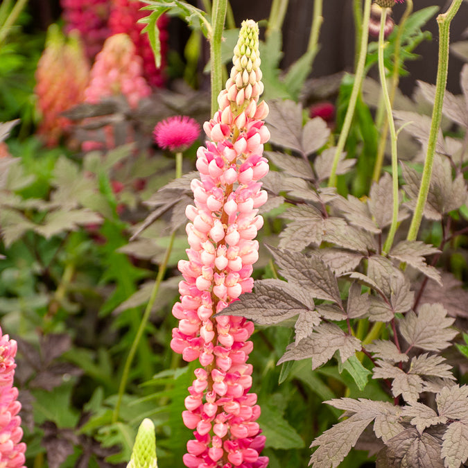 3 Lupins Gallery Pink - Lupinus Gallery Pink - Willemse