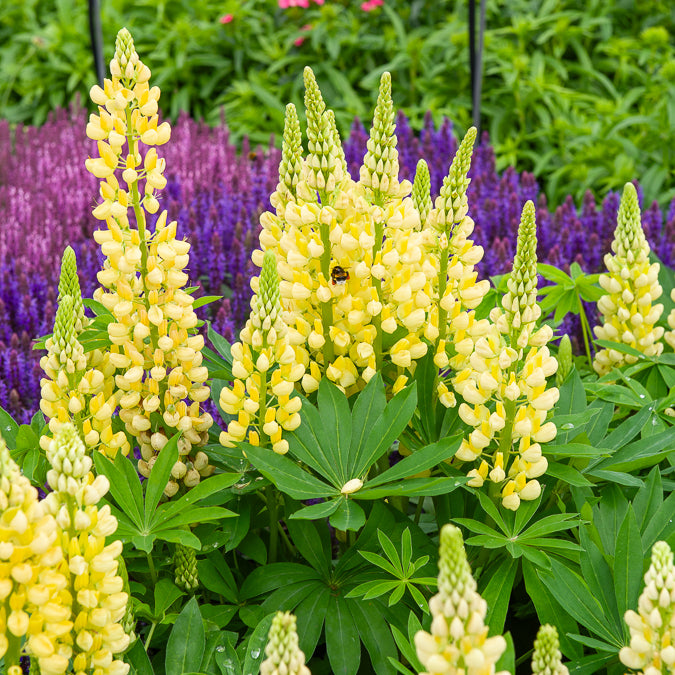 3 Lupins Gallery Yellow