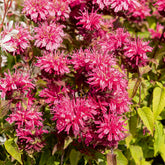 Monarde Pink Lace - Willemse